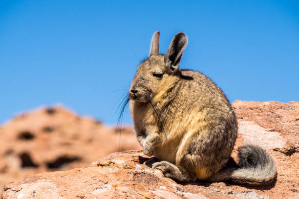 Close up vizcacha pic in teh altiplano in Bolivia. The Andes Range. Rocks and blue sky stock photo
