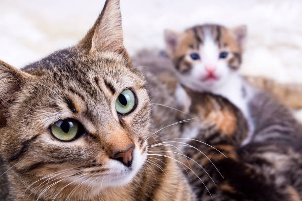 istock Pet animal; cute cat 1053403628