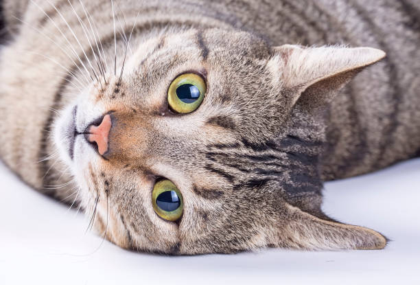 istock Pet animal; cute cat 1053403682