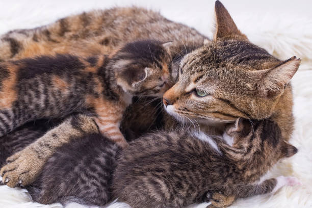istock Pet animal; cute cat 1053403790