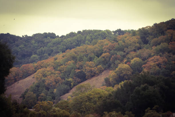 The live oaks and other native trees began to lose their leaves and change colors in early October 2018 along the coastal mountains between Paso Robles and the Pacific ocean in California's Central coast