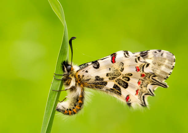 papillon sur la plante, fleur dans la nature. - 11327 photos et images de collection