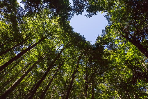 Bosque con cielo azul en forma de corazón photo