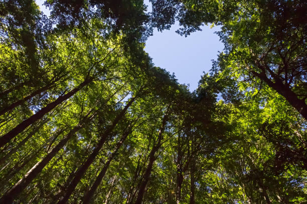 forêt avec un ciel bleu en forme de coeur - green photograph sky blue photos et images de collection