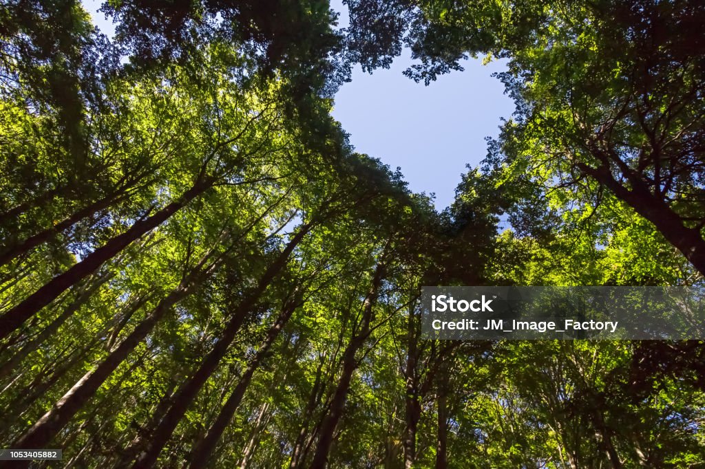 Forest with Heart Shaped Blue Sky The Canopy of this Forest has a Heart Shaped Hole showing Blue Sky Sustainable Resources Stock Photo
