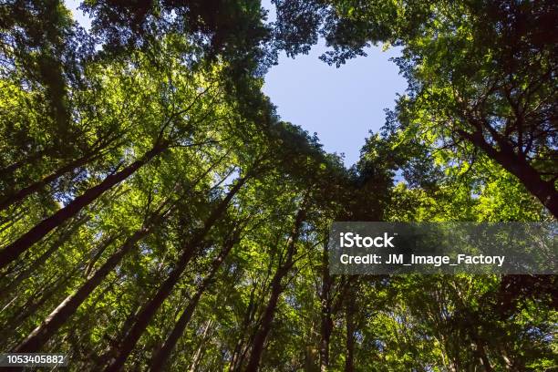 Forest With Heart Shaped Blue Sky Stock Photo - Download Image Now - Sustainable Resources, Heart Shape, Tree