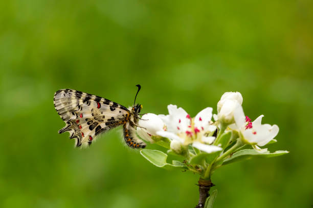 istock Butterfly on the plant, flower in nature. 1053405902