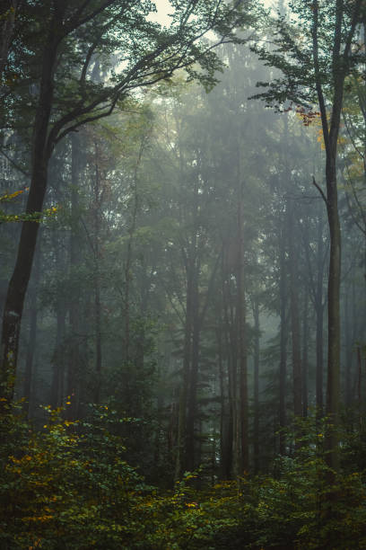 istock Magic autumn forest, romantic, misty, foggy landscape 1053406536