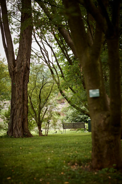 istock Beautiful park with avenue af trees 1053407022