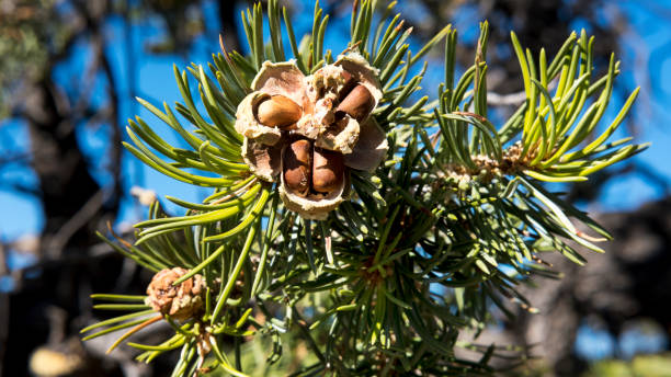 Pinyon nuts bursting out from a cracked cone, the delicious harvest of the pinyon pine tree Horizontal close-up shot of tasty pinyon nuts in a shell of a pinyon pine or Pinus edulis, on a brunch with curved needles, the most common trees along the South Rim in Grand Canyon, Arizona, USA. pinion stock pictures, royalty-free photos & images