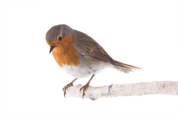 pettirosso europeo (erithacus rubecula) isolato su un - appollaiarsi foto e immagini stock