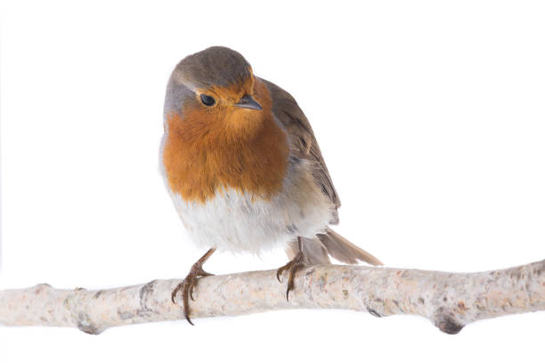 istock European robin (Erithacus rubecula) isolated on a white 1053410096