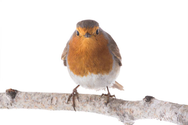 istock European robin (Erithacus rubecula) isolated on a white 1053410098