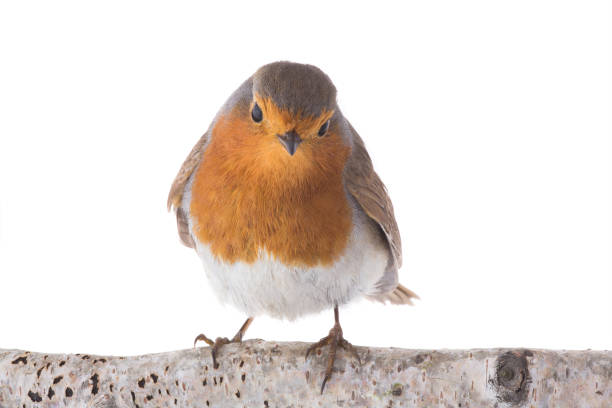 istock European robin (Erithacus rubecula) isolated on a white 1053410140