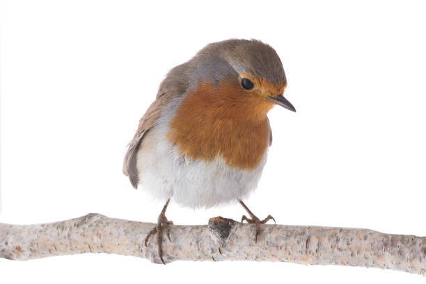 istock European robin (Erithacus rubecula) isolated on a white 1053410144