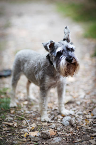 istock Cute dog terrier walks in the park 1053412040