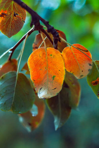 istock autumn leaves of pineapple 1053414304