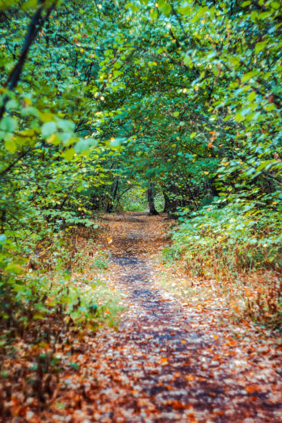 istock a path in the woods through a clearing and oaks 1053414468
