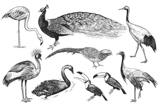 Realistic birds Peacock, Toucan, Flamingos, Pheasant, Crane, Japanese crane, Crowned crane, Black Swan. Black and white hand drawing. Birds from wild set. Realistic isolated figure of Peacock, Toucan, Flamingos, Pheasant, Crane, Japanese crane, Crowned crane, Black Swan. Black and white hand drawing. Vector illustration. Vintage pics for toucan flying stock illustrations