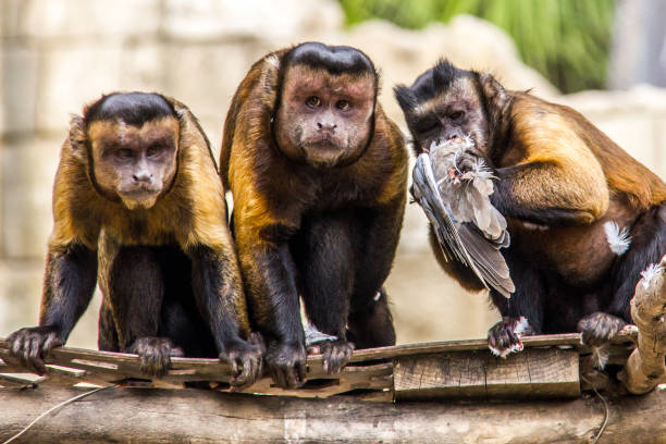 три коричневых капуцина едят голубя - brown capuchin monkey стоковые фото и изображения