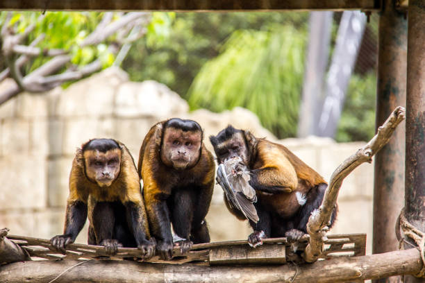 три коричневых капуцина едят голубя - brown capuchin monkey стоковые фото и изображения