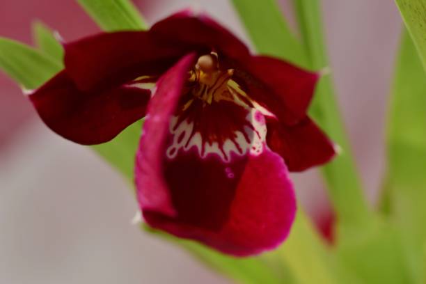 istock Diversity of Orchid Flowers 1053419424