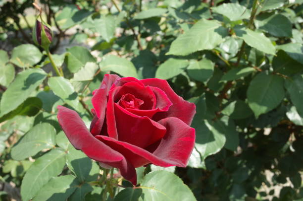 istock Rose - Dark Red 'Papa Meilland' 1053419806