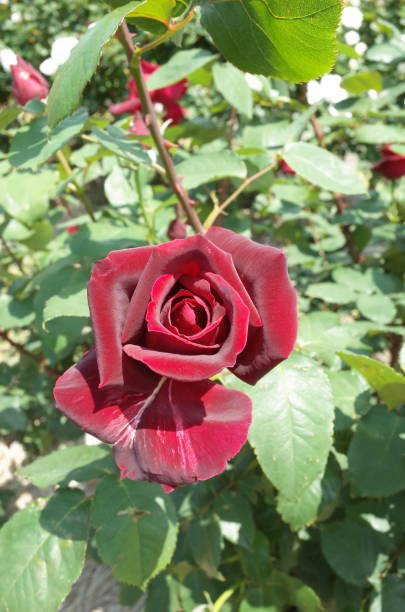 istock Rose - Dark Red 'Papa Meilland' 1053419808