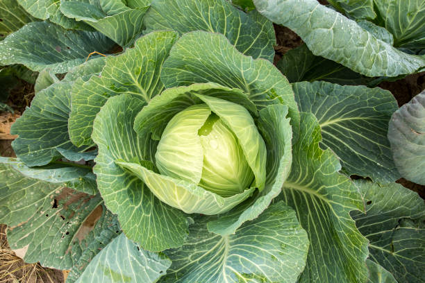 istock White head cabbages in line grow on field 1053420270