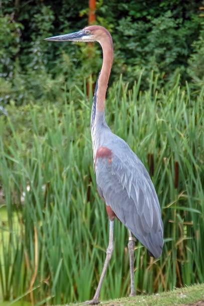 istock Red heron bird in the gras 1053420632