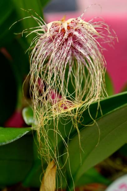 istock Diversity of Orchid Flowers 1053421114