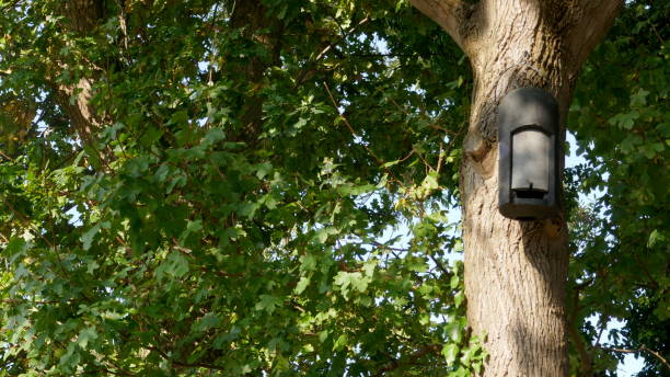 istock Winter quarter, sleeping place, hiding place. Accommodation for small bats 1053423400