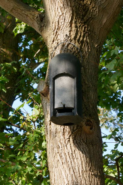 istock Winter quarter, sleeping place, hiding place. Accommodation for small bats 1053423894