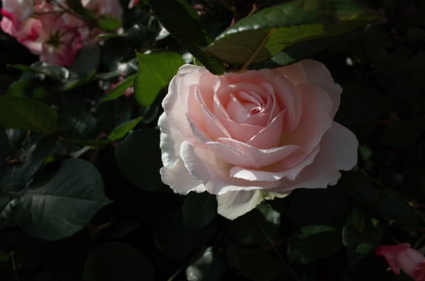 istock Rose - Faint Pink 'Marchenzauber' 1053426644