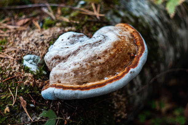 istock inedible mushroom on the tree 1053426754
