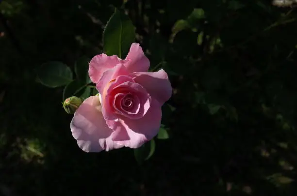 Flower of Rose