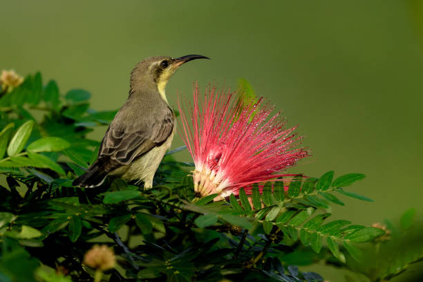 istock purple sunbird female 1053427380