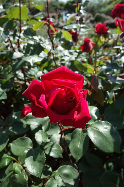 istock Rose - Red 'Christian Dior' 1053429386