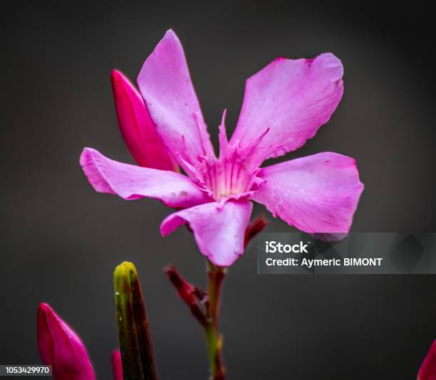 Pink Flower Stock Photo - Download Image Now - Bush, California, Flower