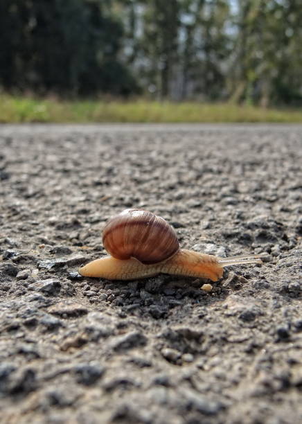 istock Snail on the road 1053430028