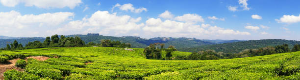 чайные плантации в южном нагорье муфинди в танзании - south highlands стоковые фото и изображения