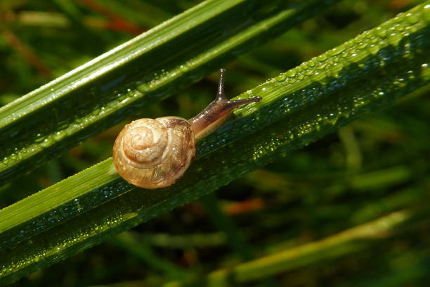 istock Small snail on dewy green grass 1053430322