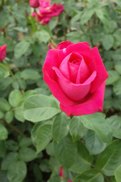 istock Rose - Red 'Maria Callas' 1053431110