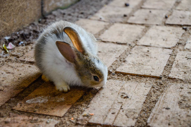 istock Rabbit is eating carrots at the zoo. 1053431164