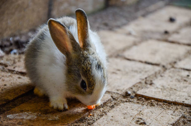 istock Rabbit is eating carrots at the zoo. 1053432256