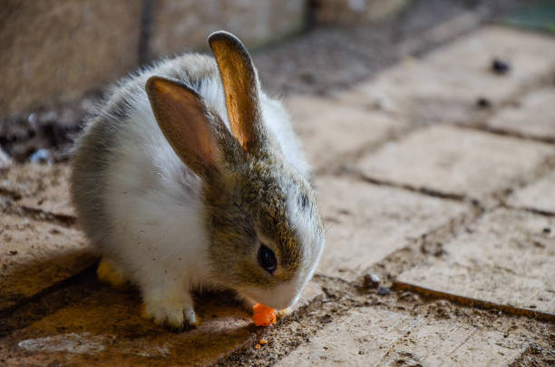 istock Rabbit is eating carrots at the zoo. 1053432258