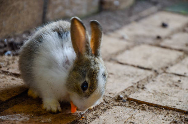 istock Rabbit is eating carrots at the zoo. 1053432308
