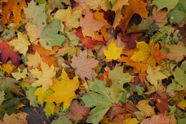 istock Autumn background with with colorful leaves 1053432494