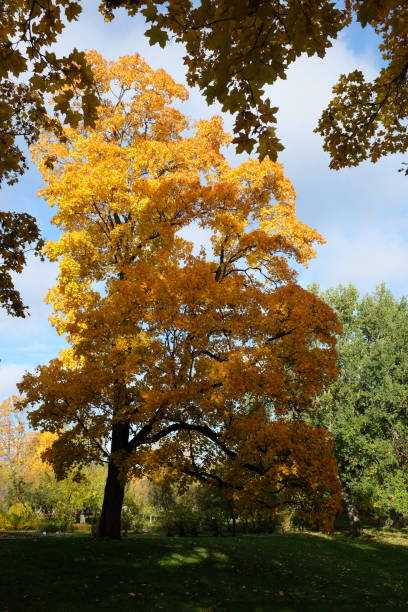 istock Autumn background with with colorful leaves 1053433116