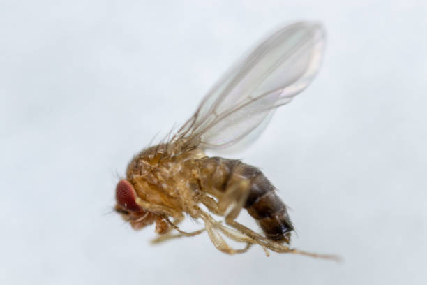 istock Study genetic of Drosophila melanogaster (fruit fly, vinegar fly) for education in laboratory. 1053433282
